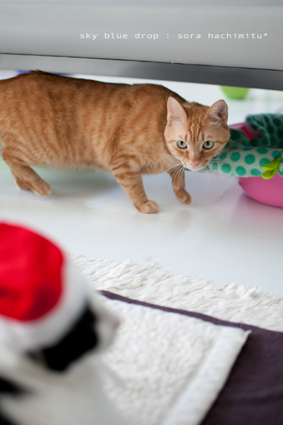 ドキドキはっちん