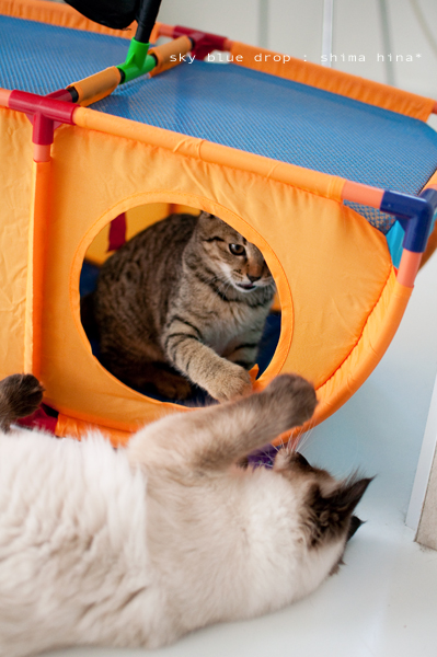 ハッスルハッスル