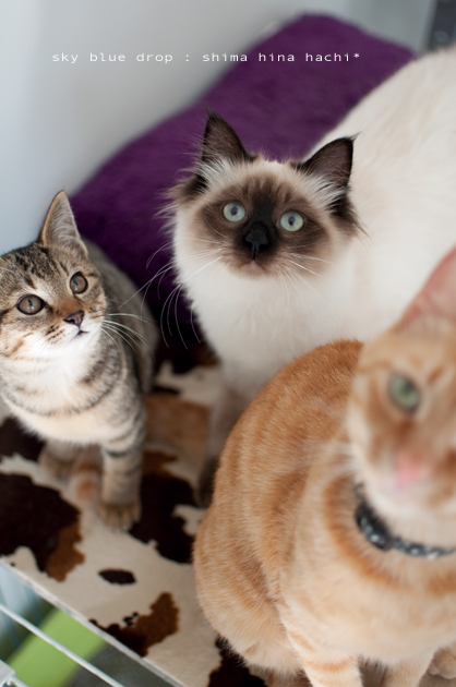 しまひなあにぃ