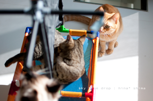 もんすご見てる