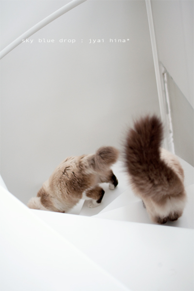 ジャイとひなのおけつ