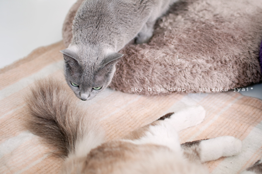 チャーンス！！