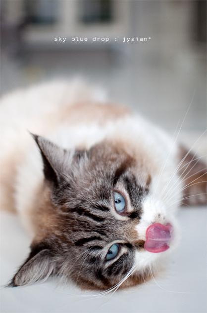 ごはんほすぃー！