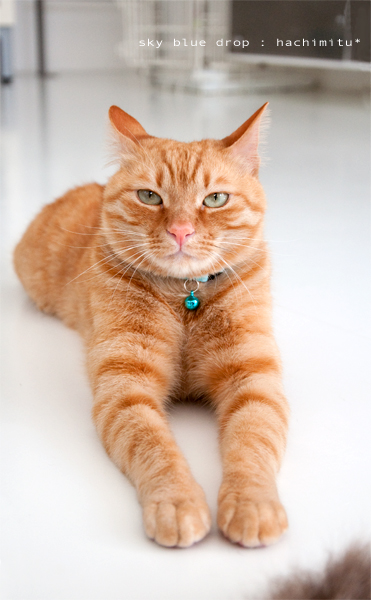 おーいドコ行ったぁ？？