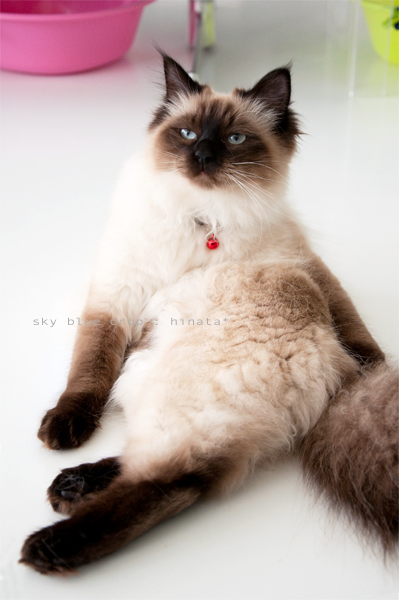 貫禄ありすぎねぇ？？ border=