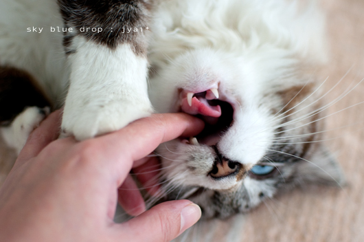 噛んでいるトコロ2