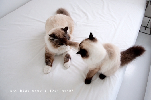 オ・ミ・ゴ・ト