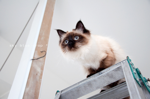 オジャマンボ３