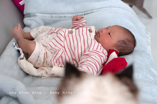 ベビちゃんとネコズ2