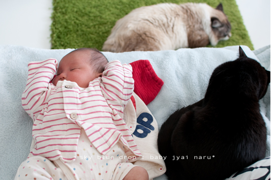 ベビちゃんとネコズ4