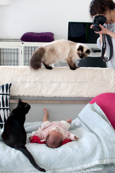 ベビちゃんとネコズ3