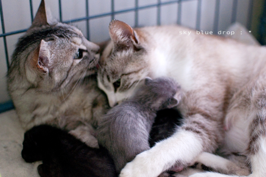 ぎゅうぎゅう２