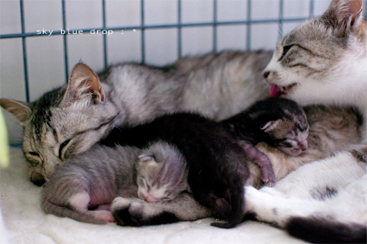 ぎゅうぎゅう３