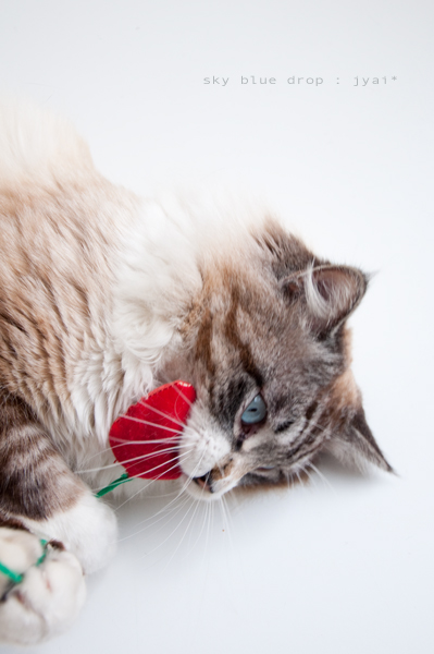 イチゴだいすき