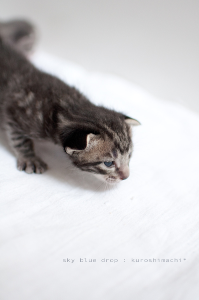 どんどこどんどこ