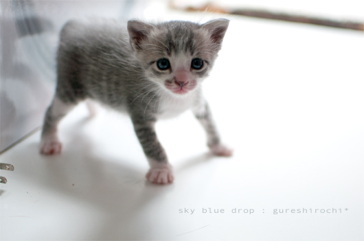 にゃんだよおばば