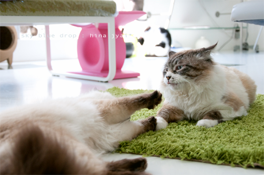 ジタバタ ジタバタ