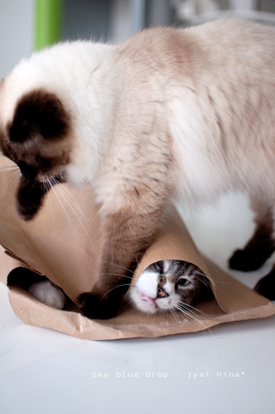 (￣Д￣;) ｱﾜﾜ