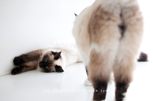 なんとかしようとやって来た