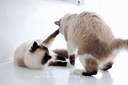 そしたら思いっきりやられた