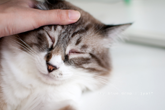 イイコだな。。