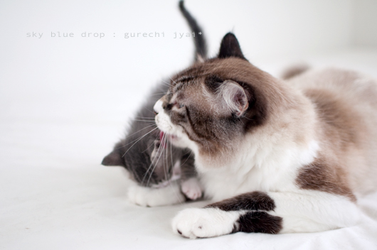 やさしいおっさん