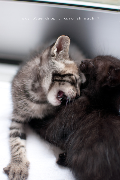 ちびっこぎゃんぐ3