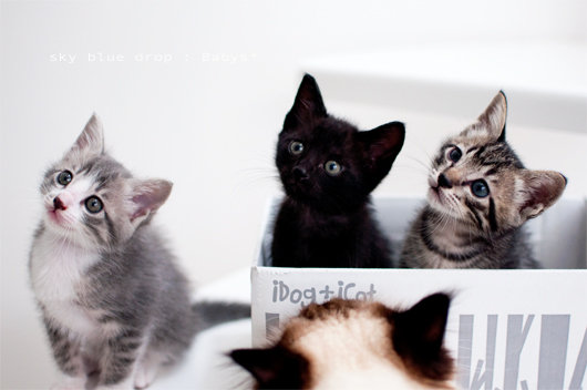 見覚えのある後頭部