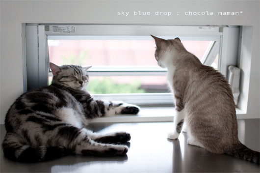 しょこらと・・