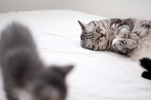 しらぬぞんぜぬ