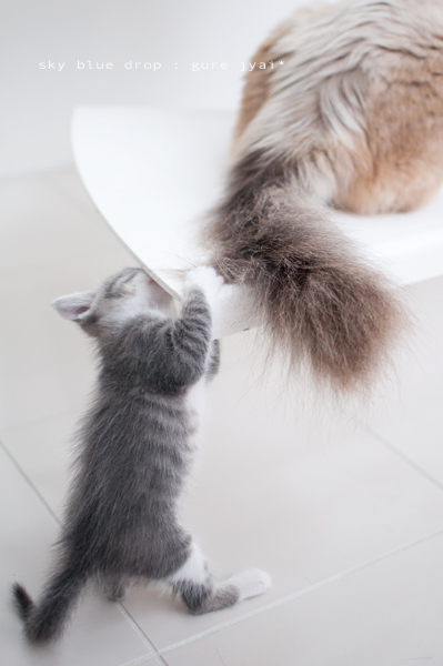 すてきじゃらし