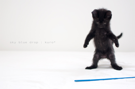 ネコ？？にゃの？？