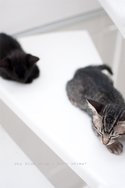 すぅ。すぅ。すぅ。