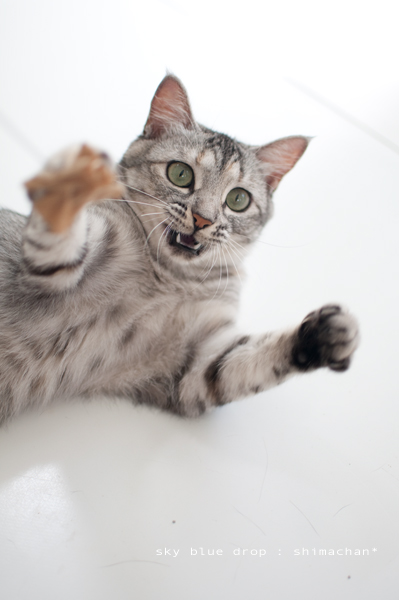 鼻息フンフン２