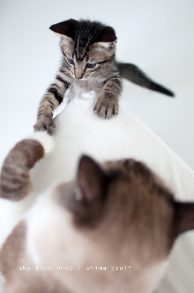 大きい男とちびっちゃいの２