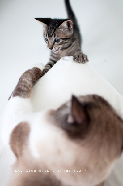 大きい男とちびっちゃいの３