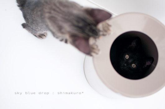 みっかっちゃった！？