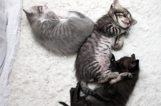 ベイビーズごねごねんね