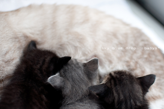 ベイビース栄養補給