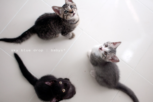 今日のベイビーズ