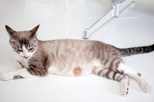 かわいそうなおぱーい