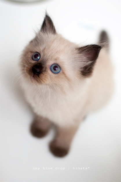 ぽわわわわん♪