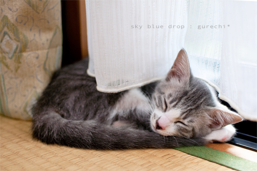 すやすやすやすや