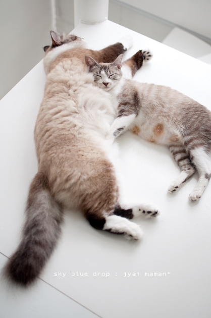 ステキな夢見ちう