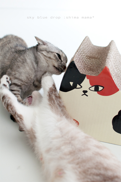 しままましまい４