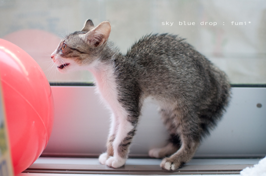 プルプルプルプル