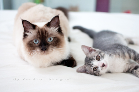 かおのいろが何だって？？