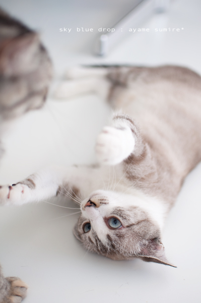 あやめとすみれ2