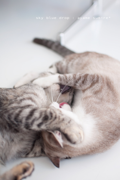 あやめとすみれ3