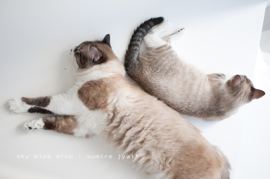 ジャイ太とすみれ２